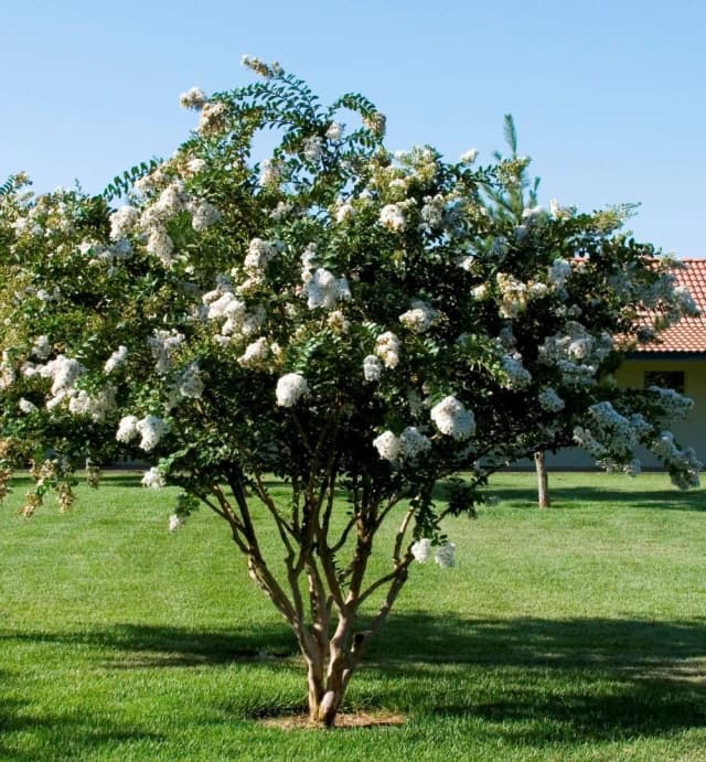 Lagerstroémia 'Nivea'