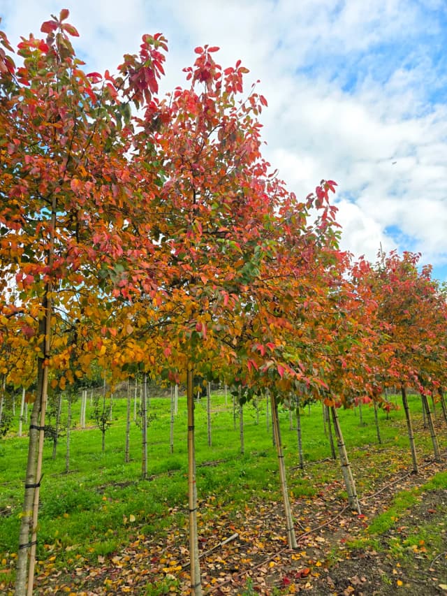 Amelanchier 'La Paloma'