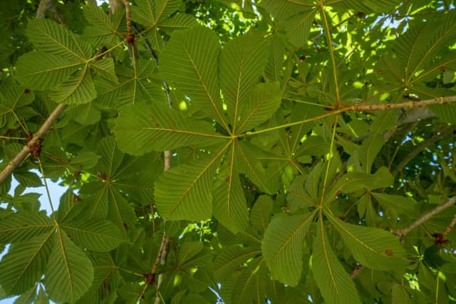 Castanheiro-da-Índia-de-flor-dobrada