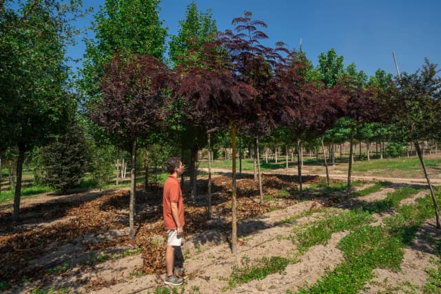 Albizia julibrissin 'Summer Chocolate'