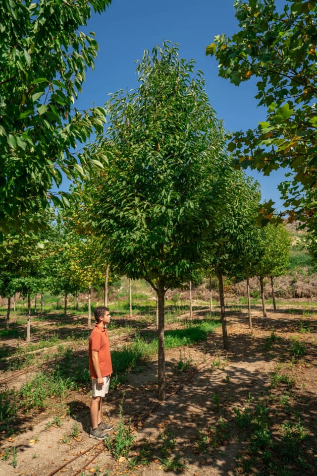 Prunus avium 'Plena’