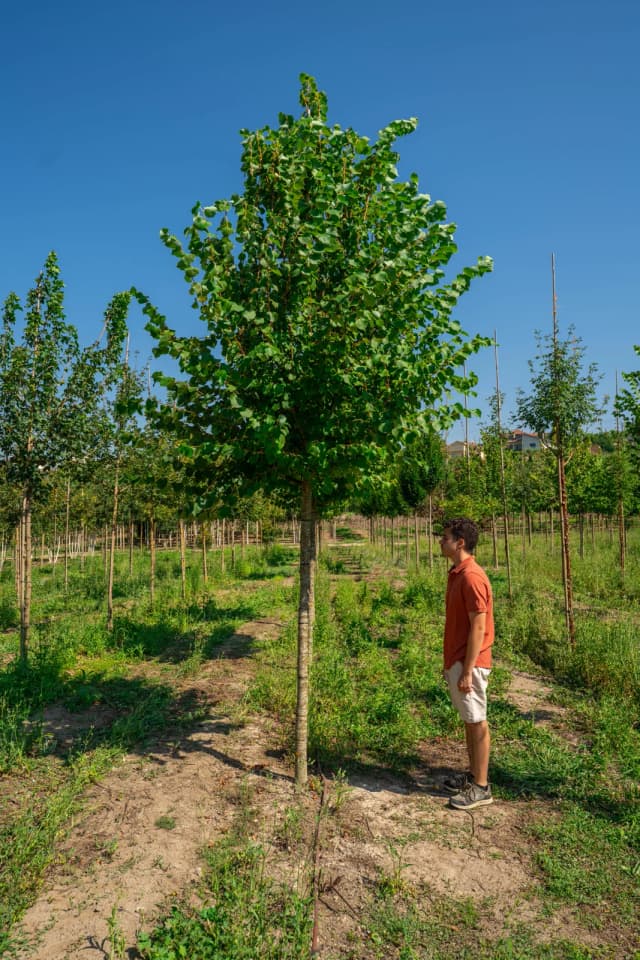 Tilia cordata 'Winter Orange'