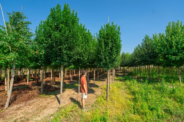 Carpinus betulus 'Lucas'