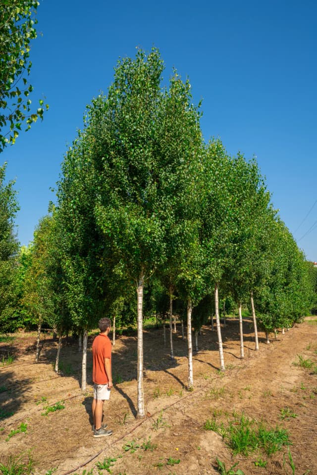 Bétula-branca 'Fastigiata'