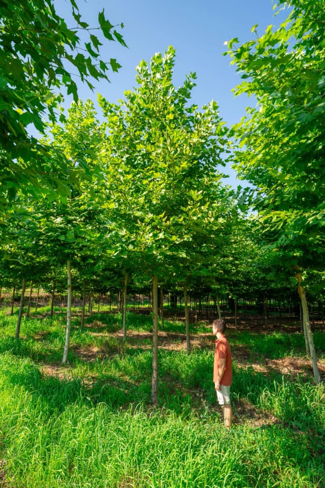 Platanus hispanica