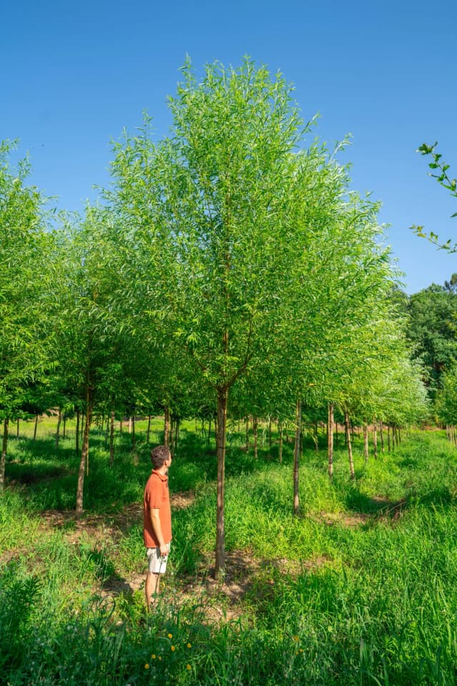 Salix fragilis