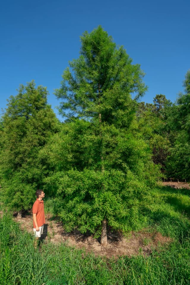 Taxodium distichum