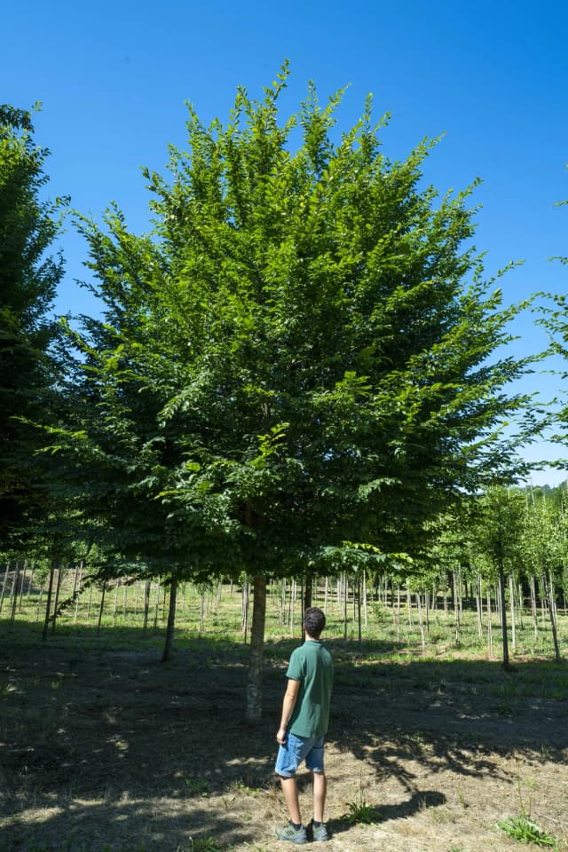 Carpino