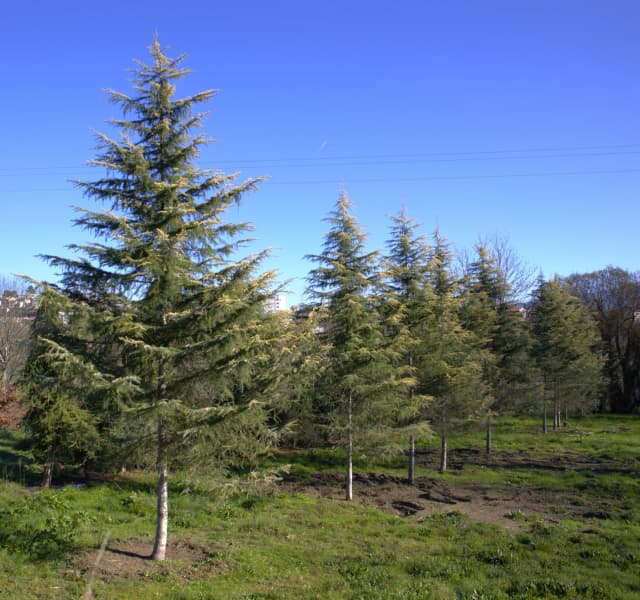 Cedro-do-himalaia 'Aurea'