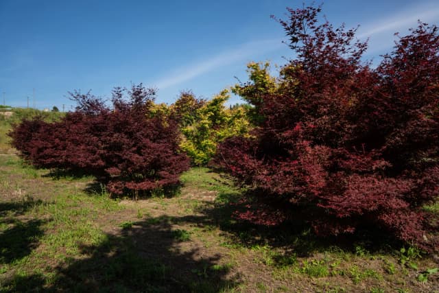Acer palmatum 'Shaina'