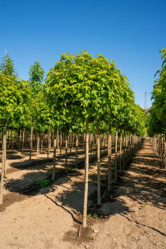 Liquidambar styraciflua 'Globosum'