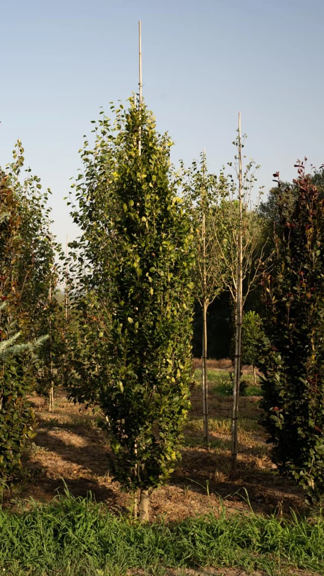 Fagus sylvatica 'Dawyck'