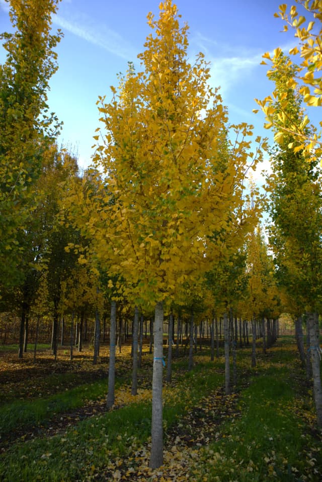 Ginkgo