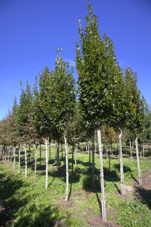 Quercus palustris 'Green Pillar'