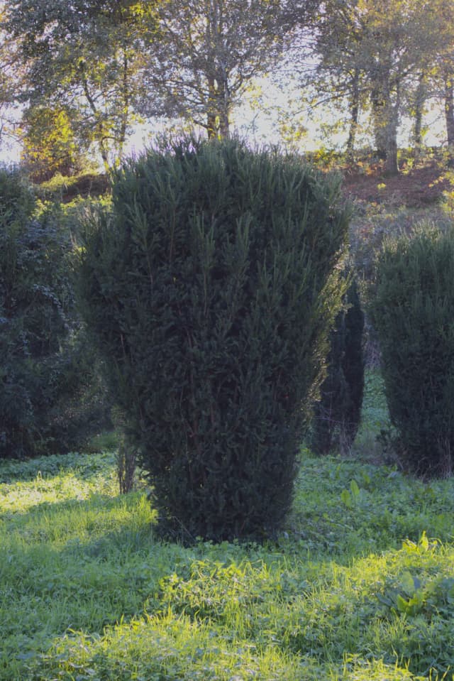 Taxus x media 'Hicksii'