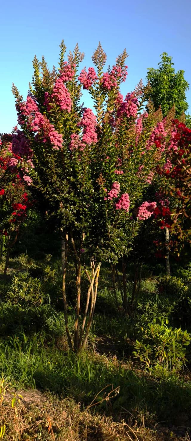 Lagerstroemia indica 'Rosea'