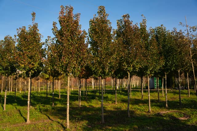 Pereira-de-callery 'Chanticleer'