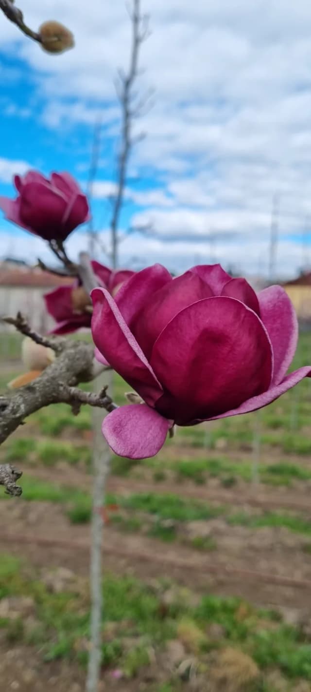Magnolia 'Genie'