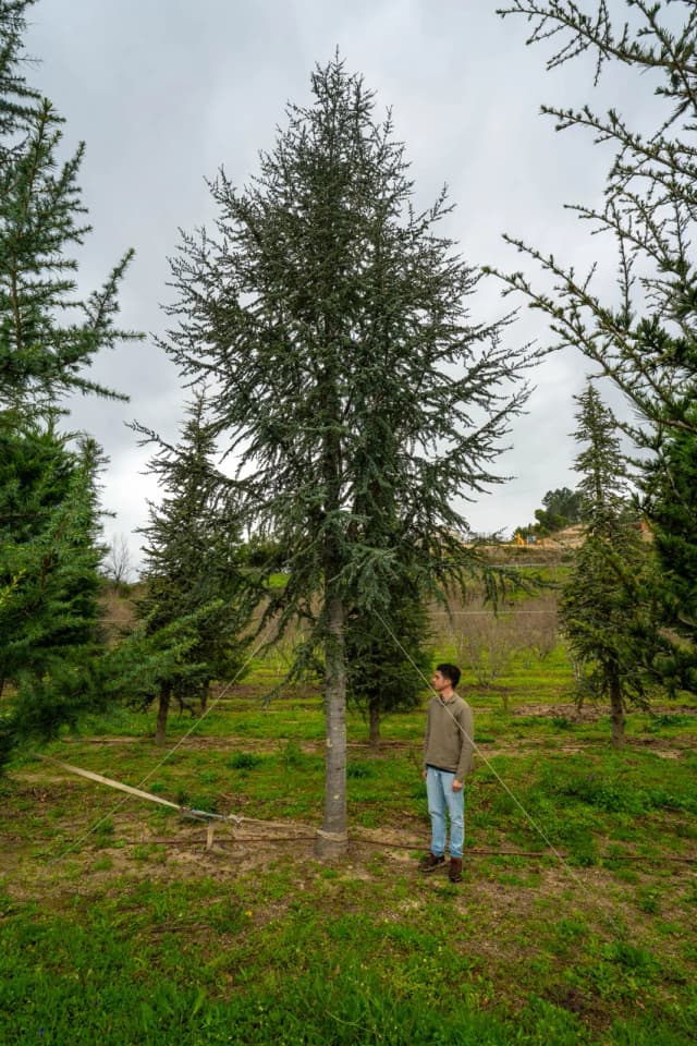 Cedro-do-atlas 'Glauca'