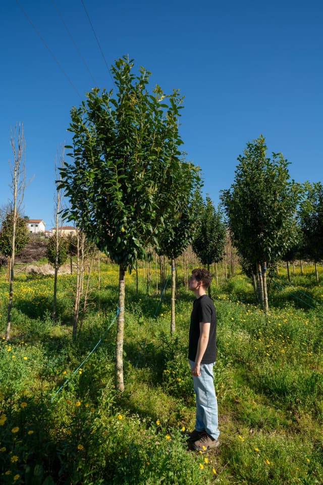 Prunus laurocerasus 'Novita'