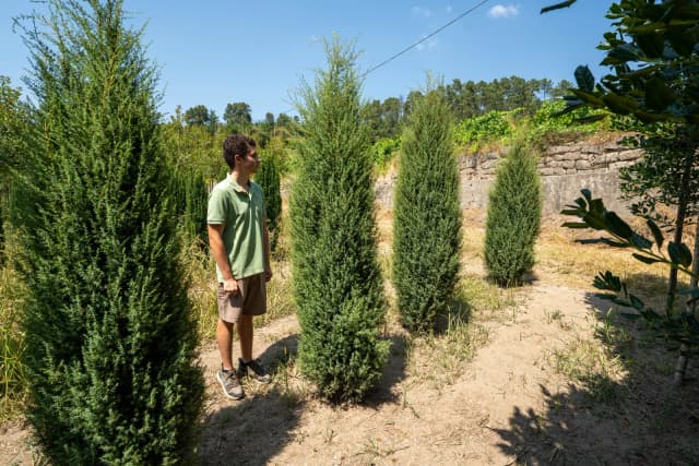 Juniperus communis 'Hibernica'