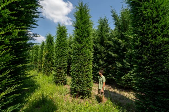 Cupressocyparis leylandii