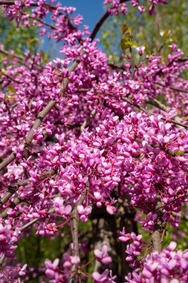 Cercis siliquastrum 'Pendula'