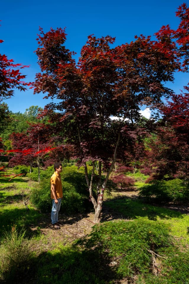 Ácer-japonês 'Atropurpureum'