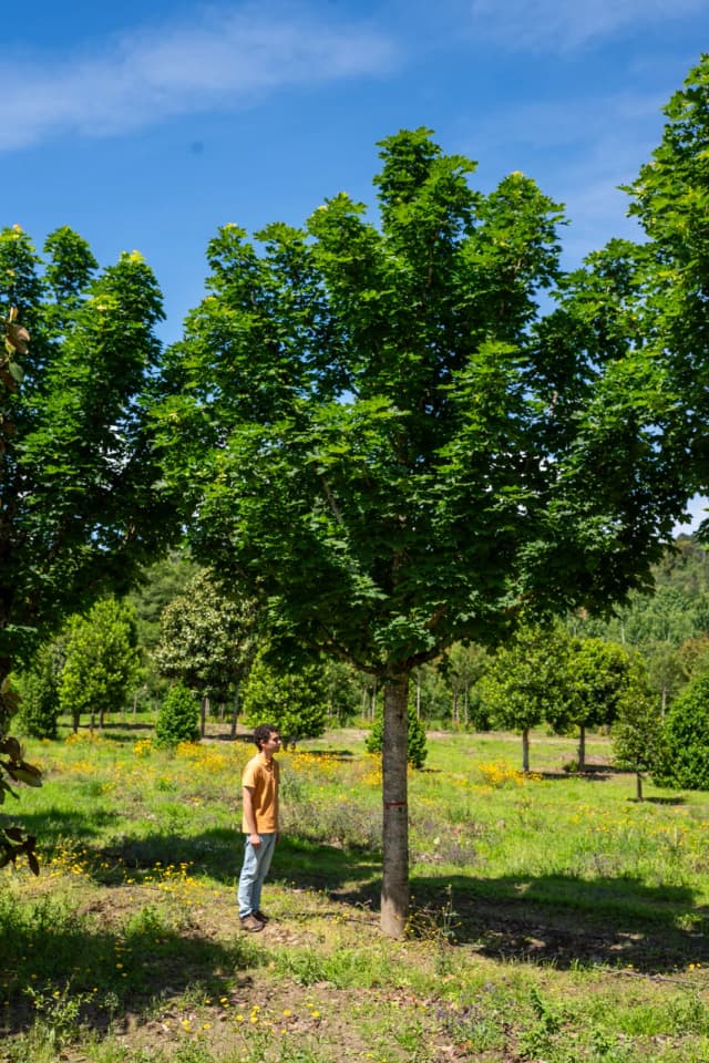 Acer platanoides 'Columnare'