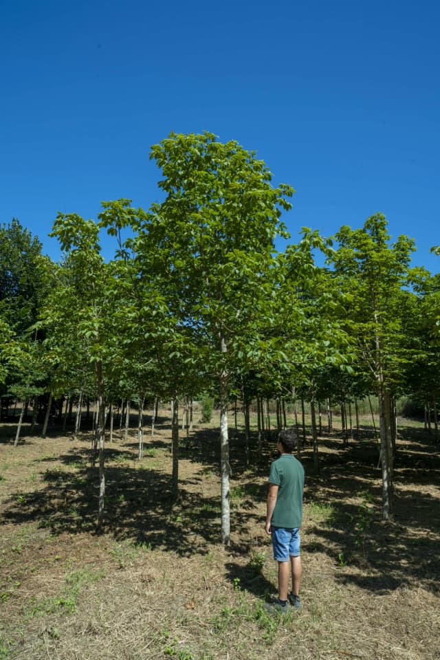 Castanheiro-da-índia-vermelho 'Briotii'
