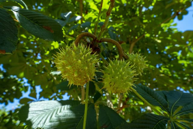 Aesculus hippocastanum 'Baumannii'