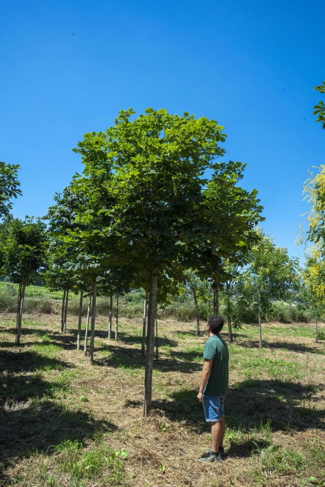 Aesculus hippocastanum