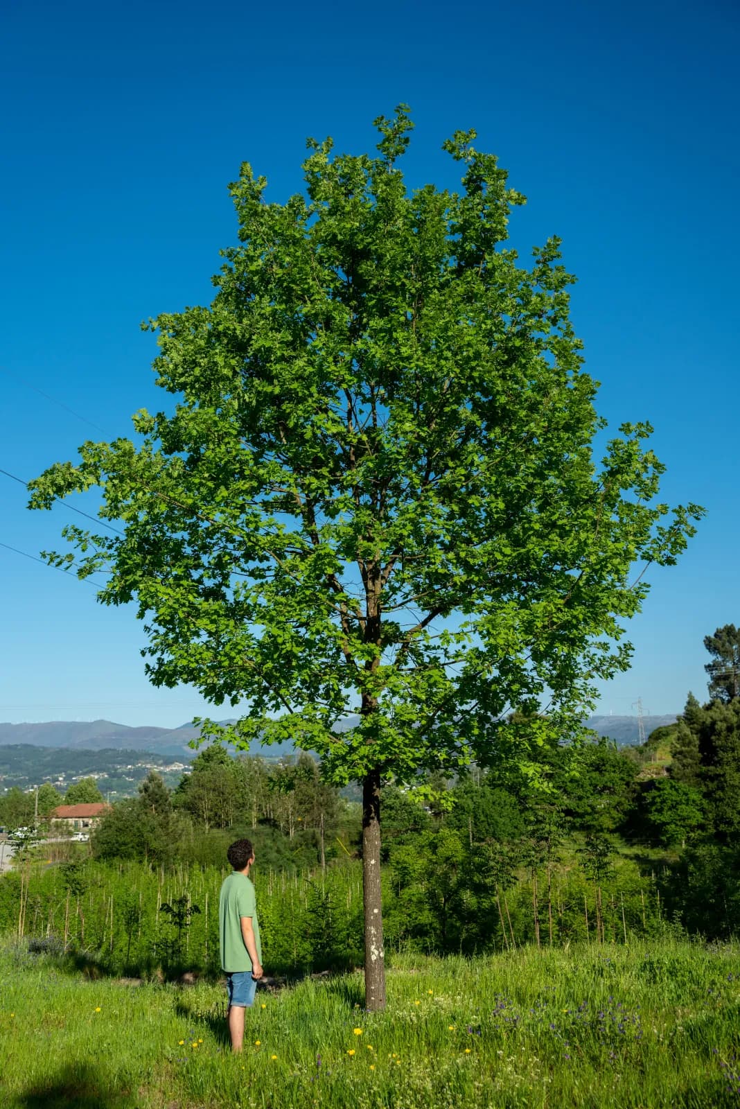 Exemplar adulto de grande porte no viveiro da Diaplant, em Amarante.