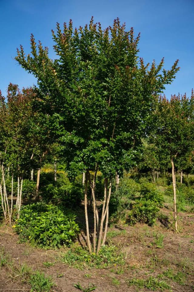 Lagerstroémia 'Rosea Nova'