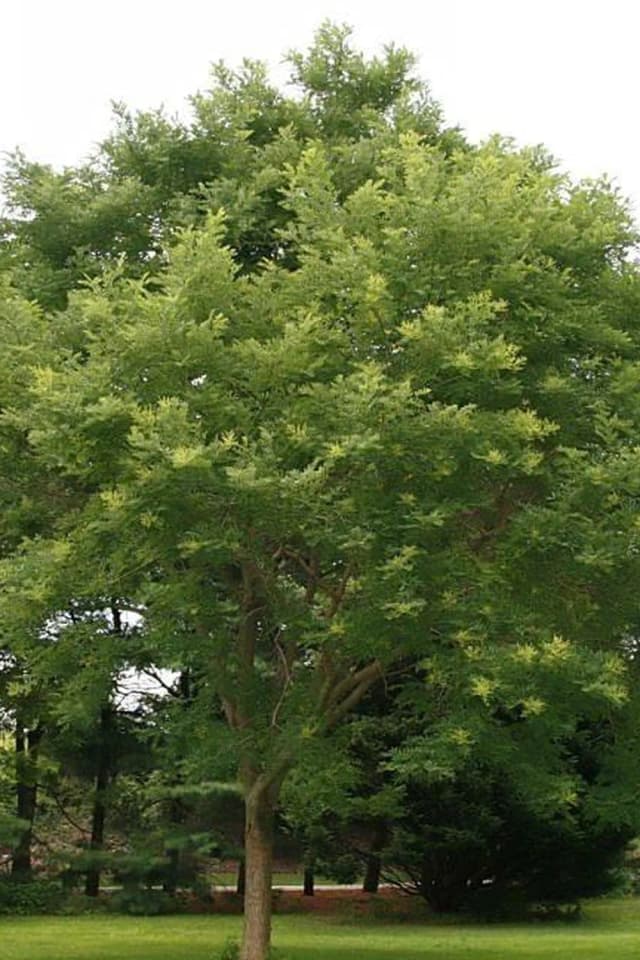 Sófora-do-japão