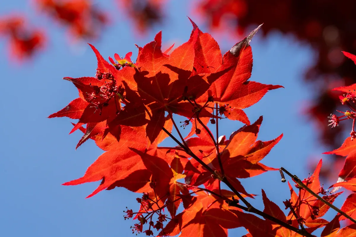Folhagem vermelha de Acer palmatum 'Bloodgood'.