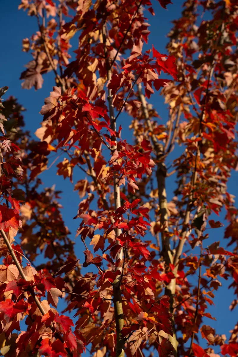 Folhagem de outono vermelha de Acer rubrum.