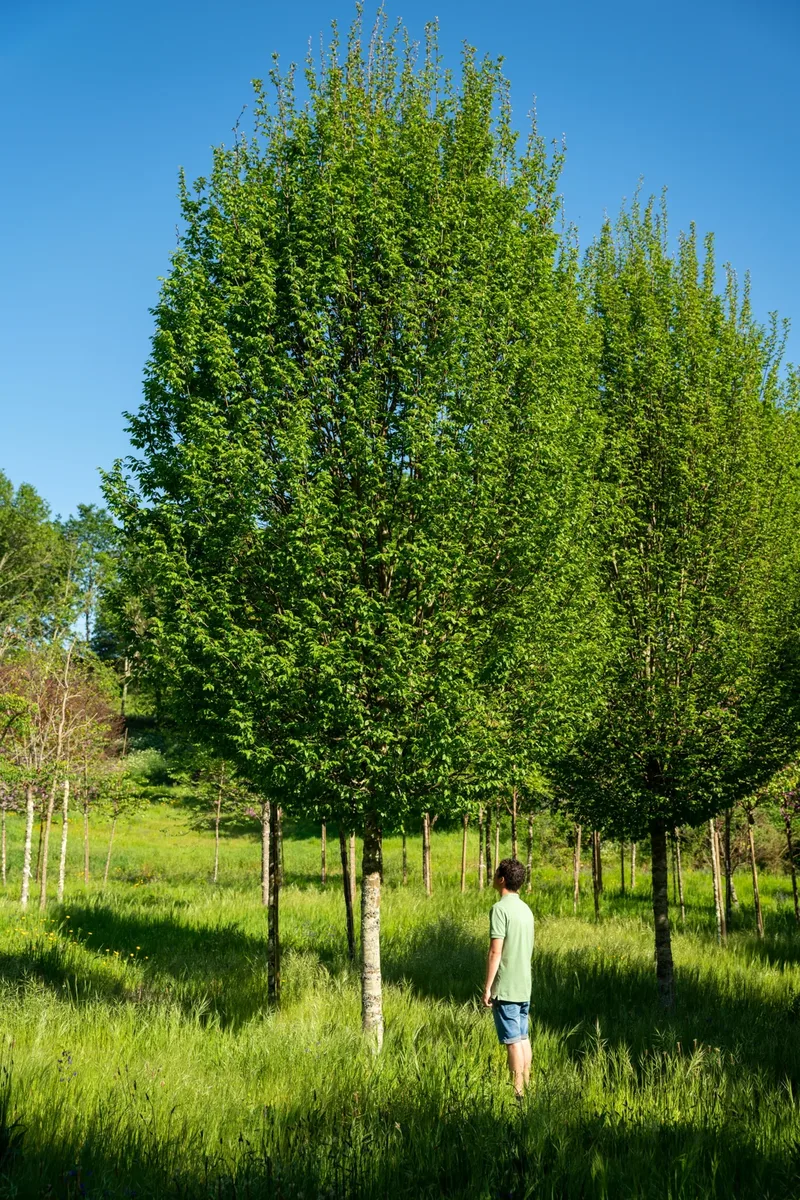 Carpinus betulus 'Fastigiata', árvore de copa colunar.