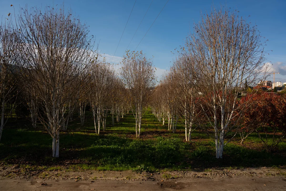 Troncos brancos de Betula utilis 'Jacquemontii' sem folhagem.