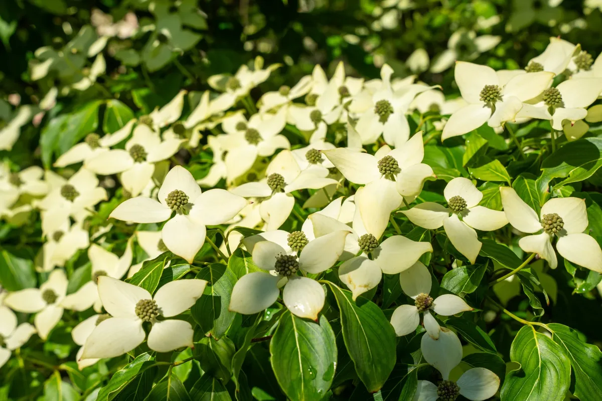 Brácteas brancas de Cornus kousa.