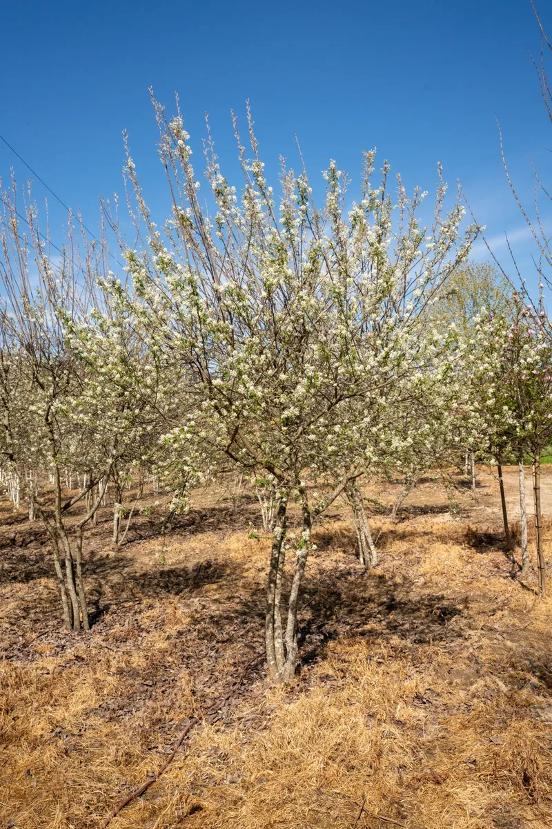 Amelanchier lamarckii em floração branca.