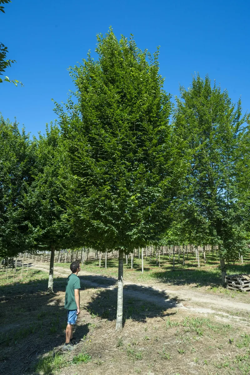 Carpinus betulus 'Fastigiata' de copa colunar.