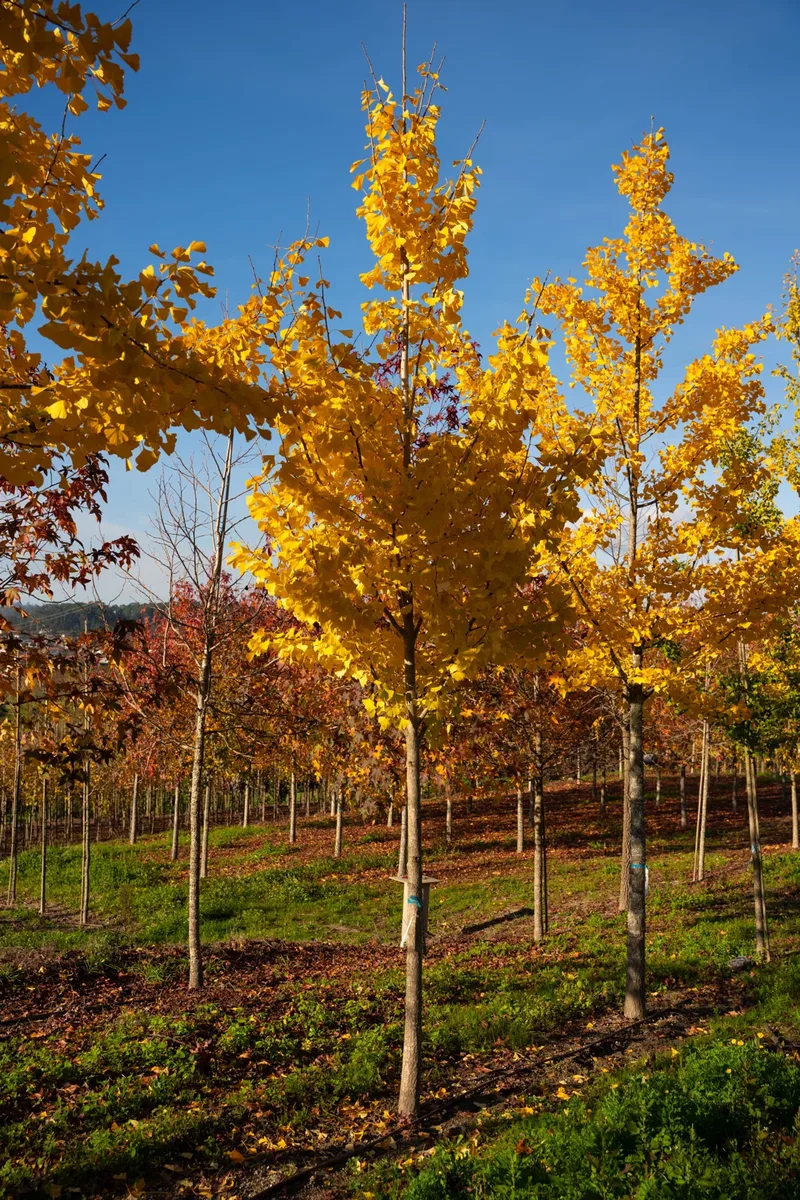 Ginkgo biloba com folhagem amarela de outono em talhão de viveiro.