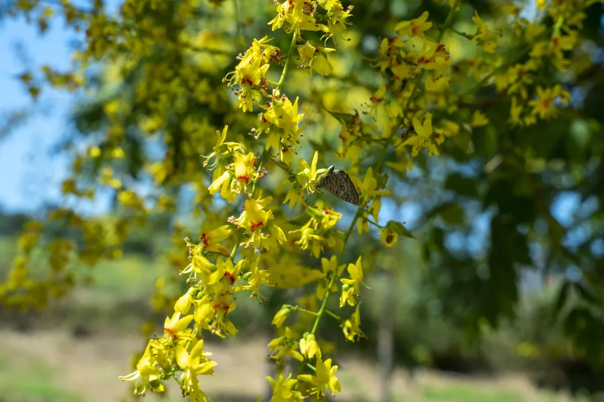 Flor amarela de Koelreuteria paniculata em grande plano.