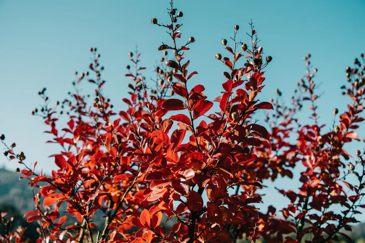 Lagerstroemia indica em floração vermelha no viveiro.
