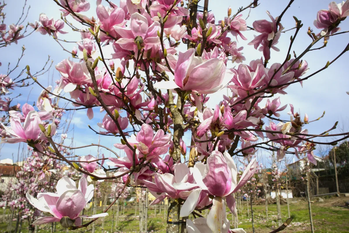 Flores rosa de Magnolia x soulangeana.