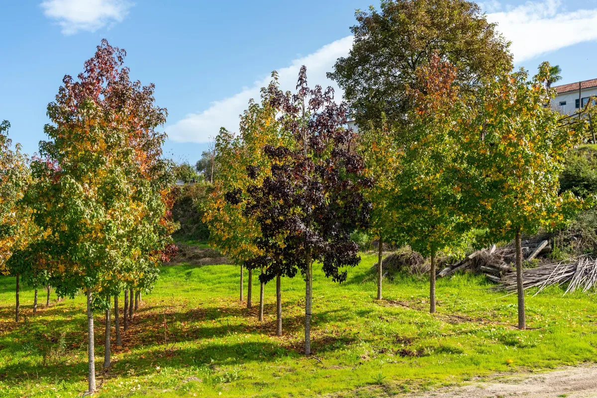 Liquidambar styraciflua com cor de outono.