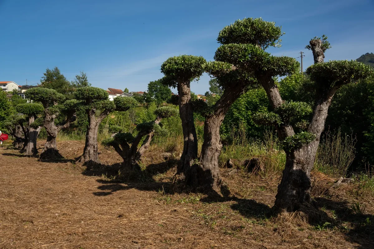 Oliveiras centenárias de tronco retorcido.