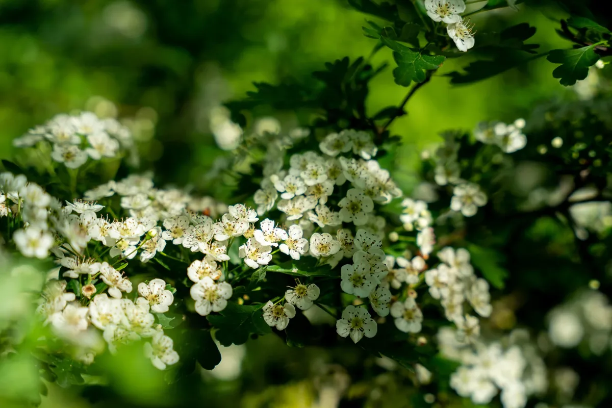 Flor branca de Crataegus monogyna.