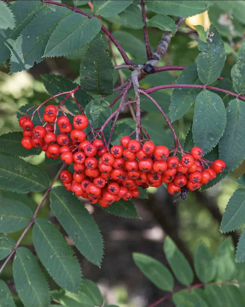 Bagas vermelhas de Sorbus aucuparia.